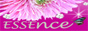 �t�����[�G�b�Z���X�ƃt�����[�G�݂̐��X�wESSEnce�x